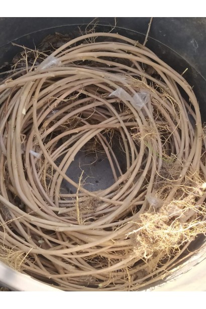 Побеги Глициния японская `Мультижуга`